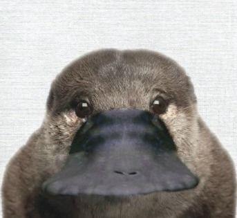 娱乐吃瓜酱鸭嘴兽,娱乐吃瓜酱的趣味揭秘之旅