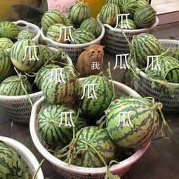 娱乐都是吃瓜,瓜田里的欢乐与八卦