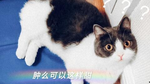 娱乐吃瓜君爆料遛鸟,遛鸟背后的明星趣事大揭秘