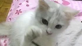 娱乐吃瓜七七折耳猫,娱乐吃瓜界的神秘力量