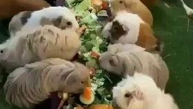 娱乐吃瓜七七折耳猫,娱乐吃瓜界的神秘力量