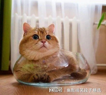 猫娱乐吃瓜酱,揭秘娱乐圈那些不为人知的幕后故事